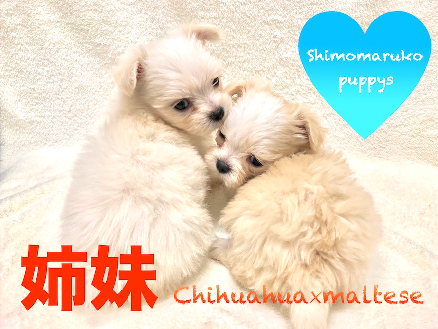 【MIX】まるで天使？！ふわふわチワマル姉妹♡下丸子店PickupベイビーNo.116238＆No.116239