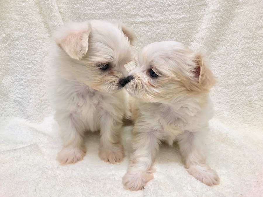 生まれてからずーっと一緒のふわふわ姉妹ちゃん | チワマル(父：チワワ 母：マルチーズ) 姉妹 （116238＆116239） - ペットショップ マルワン下丸子 東京都大田区