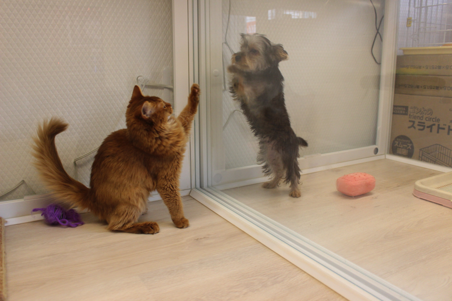 ヨークシャーテリア ソマリ 多頭飼いのポイント① 柵越しに挨拶させる | 白楽店多頭飼育特集！