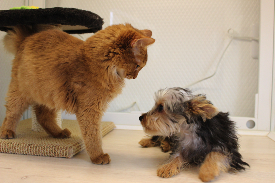 ヨークシャーテリア ソマリ 多頭飼いの様子 | 白楽店多頭飼育特集！