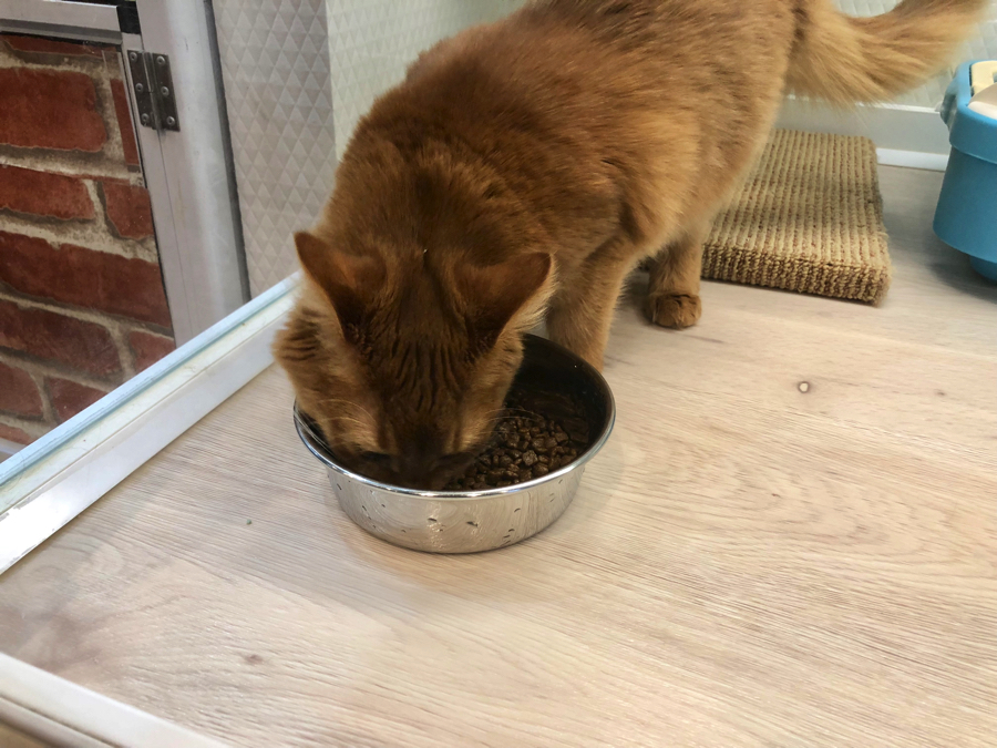 ヨークシャーテリア ソマリ 多頭飼いのポポイント③ 先住犬を優先！！ | 白楽店多頭飼育特集！