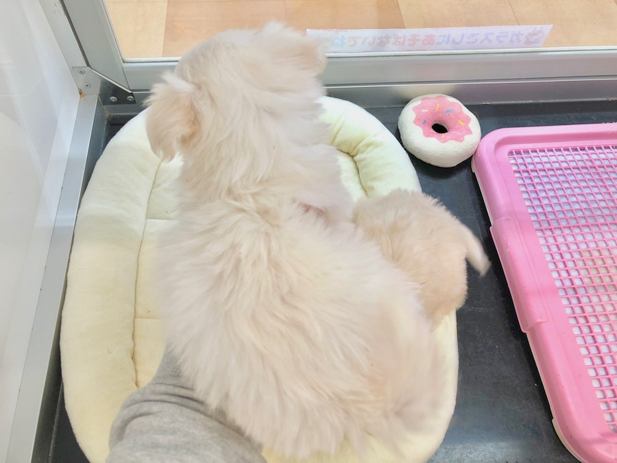 お姉ちゃんの性格は何にでも興味津々で好奇心旺盛 | チワマル(父：チワワ 母：マルチーズ) 姉妹 （116238＆116239） - ペットショップ マルワン下丸子 東京都大田区