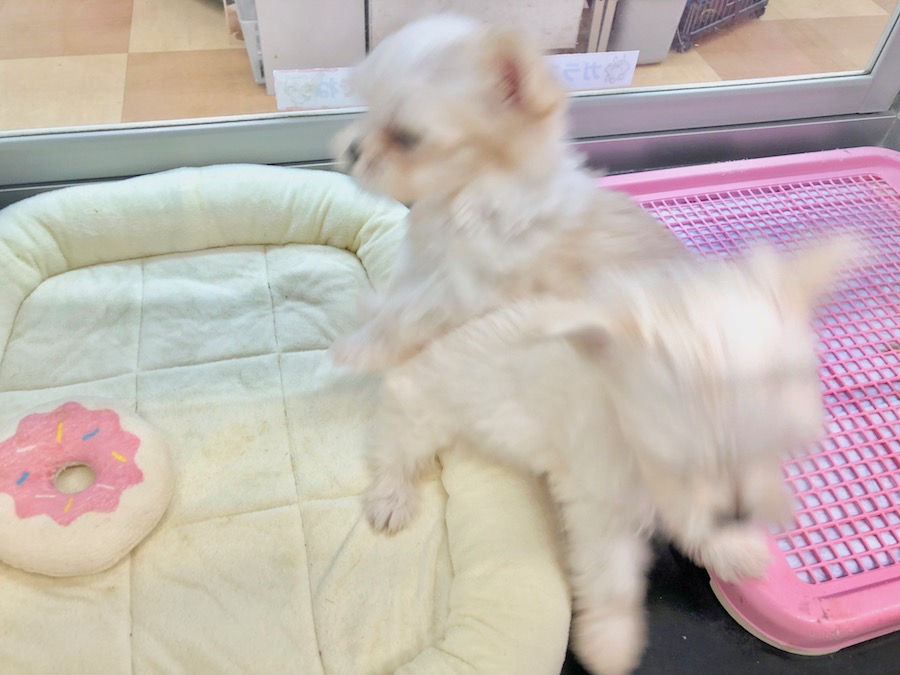 勢いがすごすぎてブレッブレ！(笑) | チワマル(父：チワワ 母：マルチーズ) 姉妹 （116238＆116239） - ペットショップ マルワン下丸子 東京都大田区