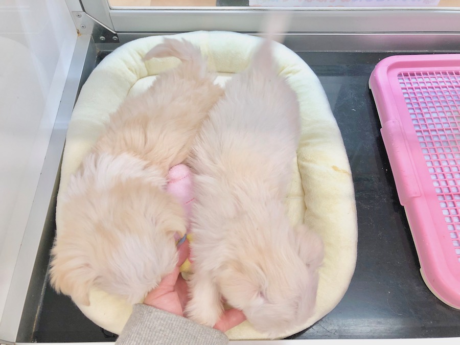 2人の全力ふりふり尻尾が本当に可愛いんです！ | チワマル(父：チワワ 母：マルチーズ) 姉妹 （116238＆116239） - ペットショップ マルワン下丸子 東京都大田区