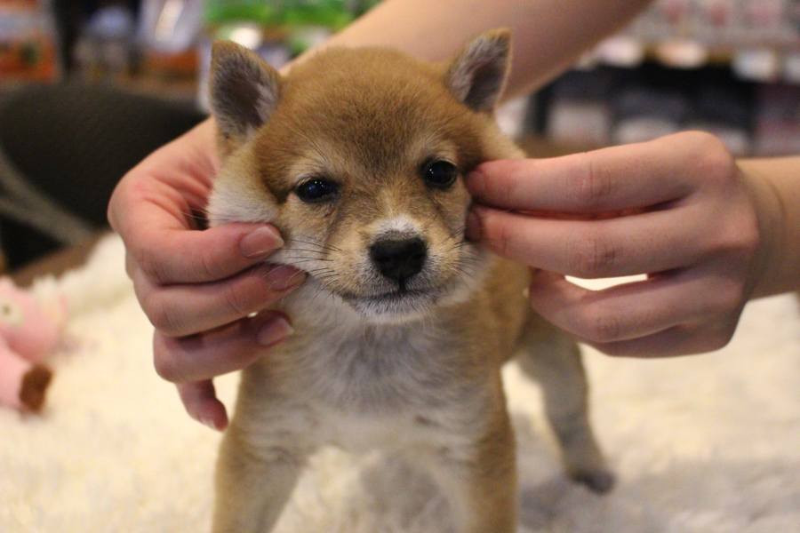 柴犬の性格は、他の犬種に比べ必要以上に甘えたりはせず、あっさりした性格 | 豆柴 （11559） - ペットショップ マルワン白楽 神奈川県横浜市
