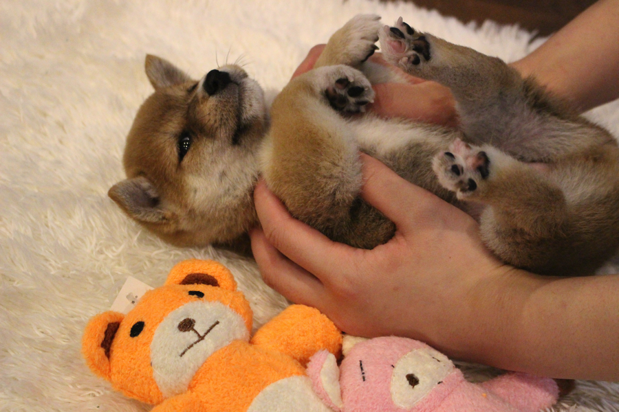 飼い主さんを信頼し、とても物事を深く考えてくれる犬種 | 豆柴 （11559） - ペットショップ マルワン白楽 神奈川県横浜市