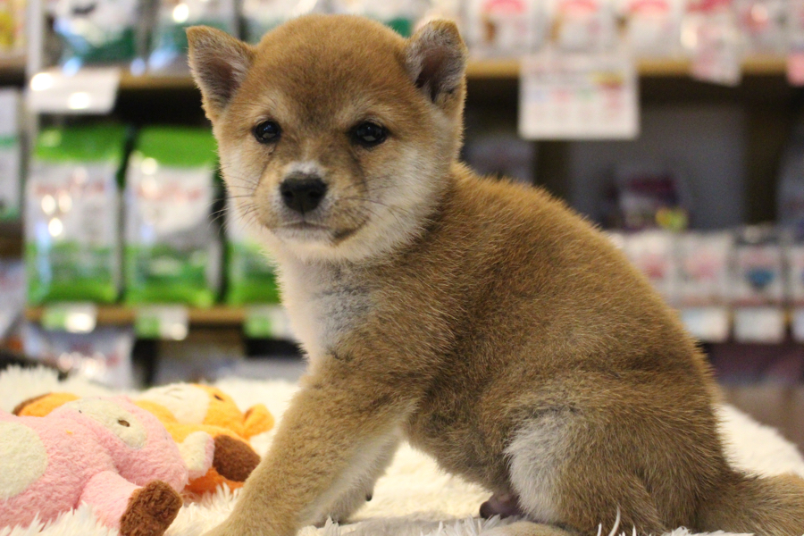 子犬らしいもちもちボディーにまん丸のお顔につぶらな瞳 | 豆柴 （11559） - ペットショップ マルワン白楽 神奈川県横浜市
