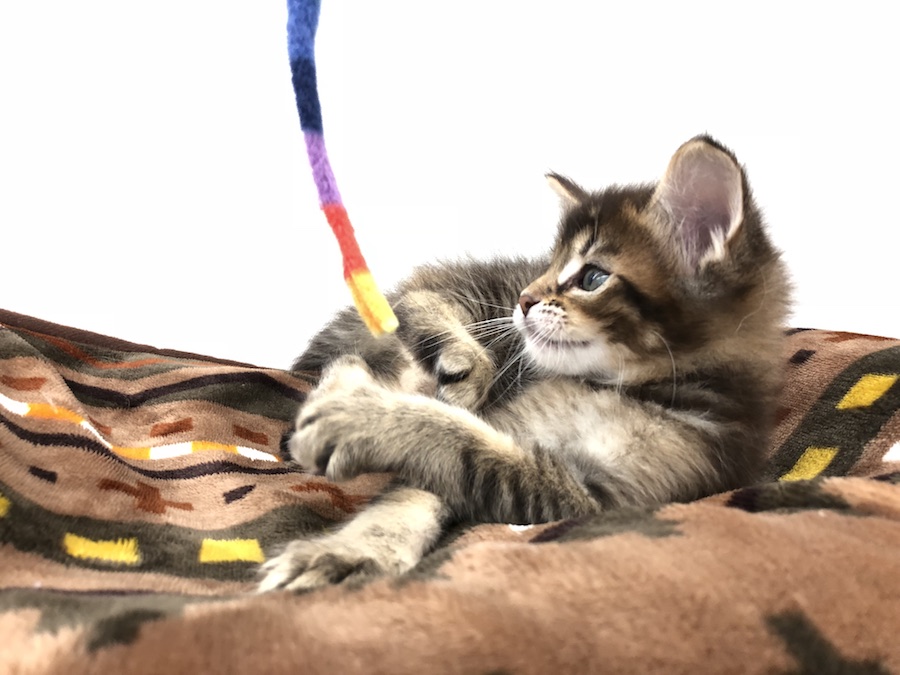 当店オススメの猫じゃらし! | メインクーン (512524) - ペットショップ マルワン本羽田 東京都大田区