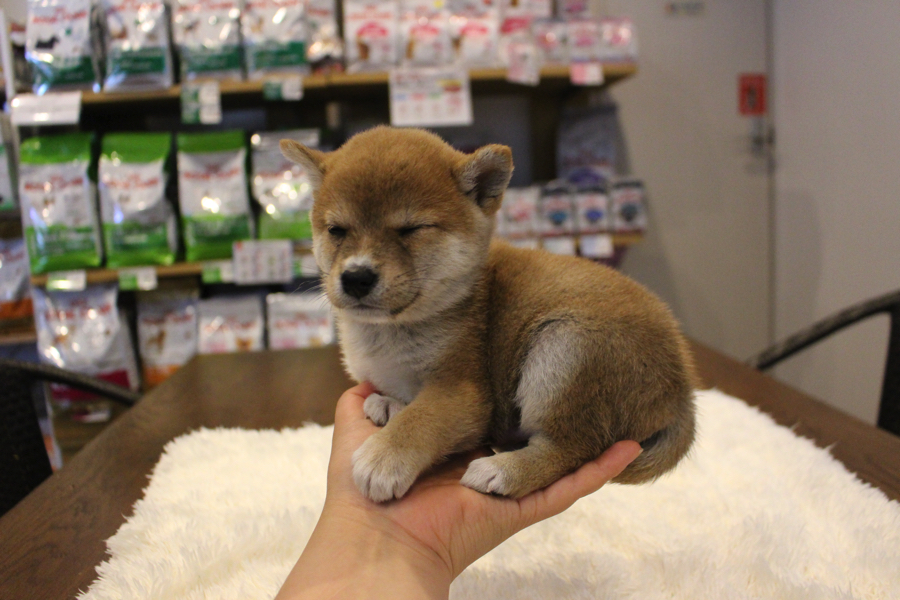 柴犬と言えば、日本の天然記念物 | 豆柴 （11559） - ペットショップ マルワン白楽 神奈川県横浜市