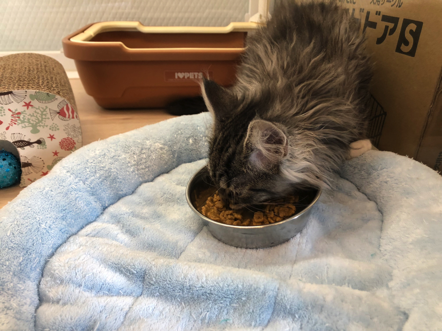 初日からごはんをもぐもぐ | ノルウェージャン・フォレスト・キャット（11559） - ペットショップ マルワン白楽 神奈川県横浜市
