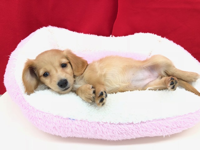 緊張感がほぐれて、安心したダックスちゃん | ミニチュア・ダックスフント (512526) - ペットショップ マルワン本羽田 東京都大田区