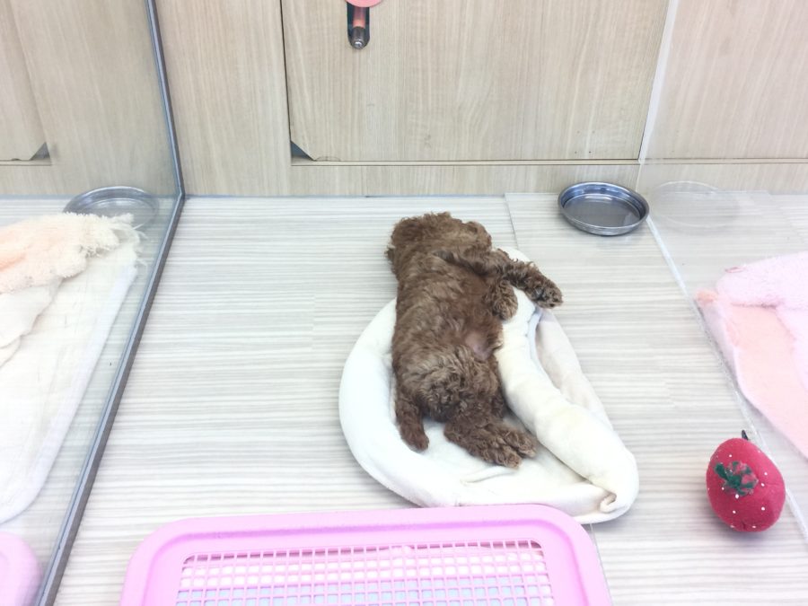 お部屋での様子はおりこうさん | トイ・プードル （6130690） - ペットショップ マルワン大倉山 神奈川県横浜市港北区
