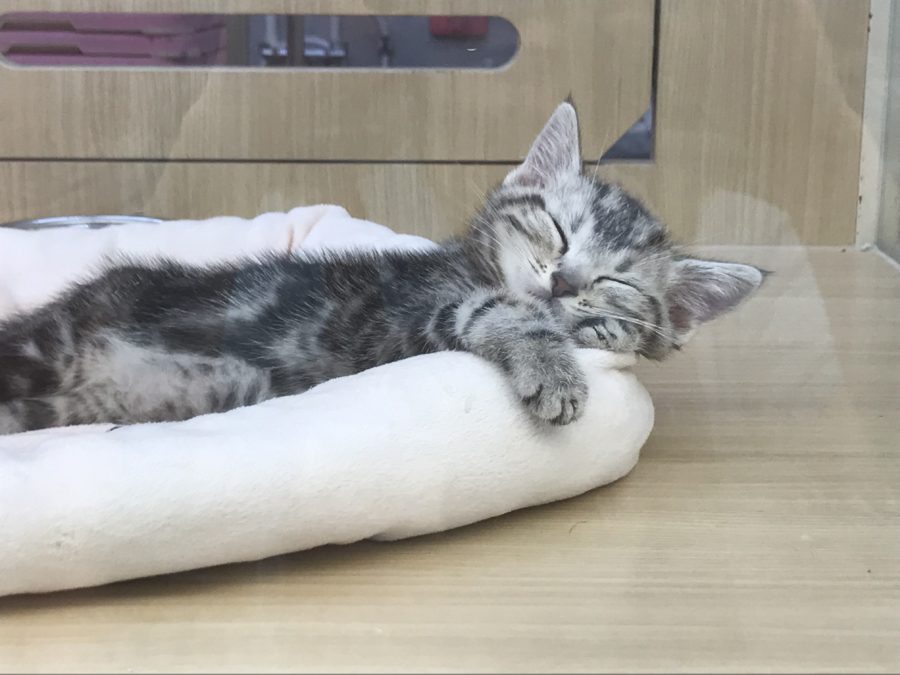 遊んだあとはグッスリ | アメリカンショートヘア （914345） - ペットショップ マルワン志村坂下 東京都板橋区