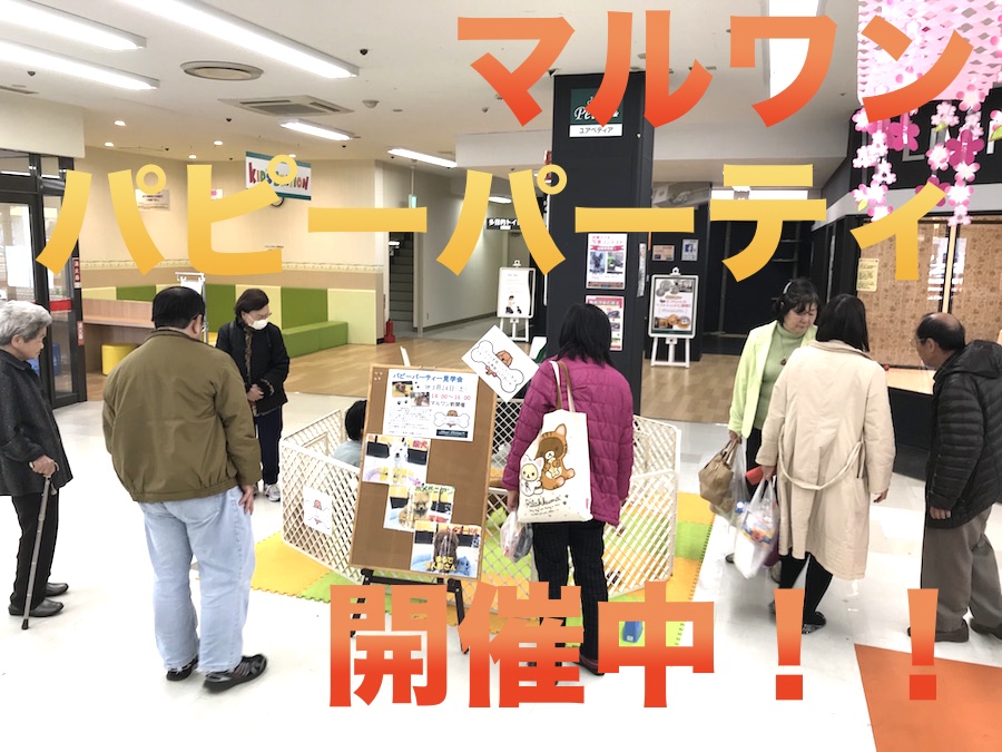 マルワンわんこのパピーパーティ！ | チワワ（極小サイズ） - ペットショップ マルワン今宿 神奈川県横浜市旭区