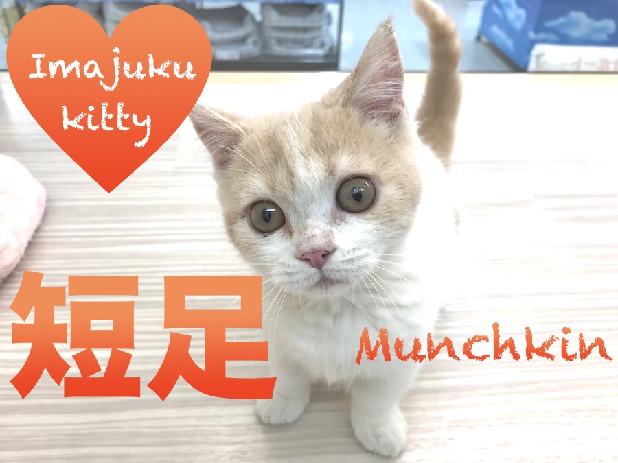 【マンチカン】写真撮影に大苦戦？！短足マンチ！：今宿店PickupベイビーNo.120105