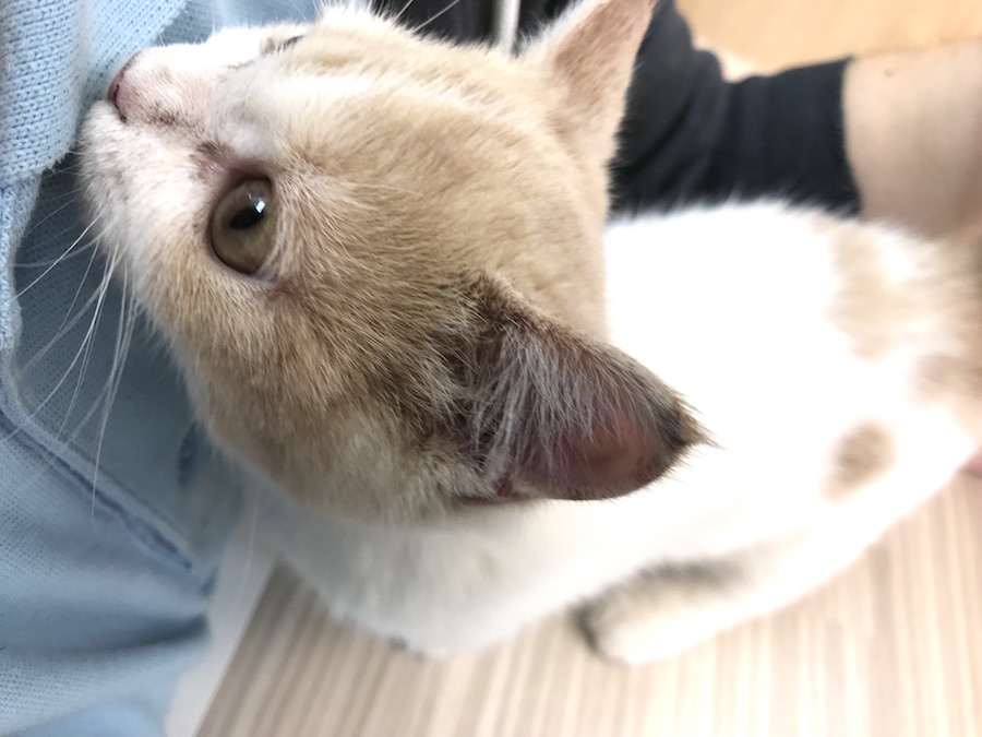 何回抱えて距離を取っても離れてくれないのです・・。 | マンチカン （120105） - ペットショップ マルワン今宿 神奈川県横浜市旭区