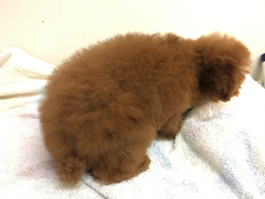 シャンプー中もドライ中も本当に大人しくしていてくれたのでとてもスムーズ! | トイ・プードル （6130663） - ペットショップ マルワン大倉山 神奈川県横浜市港北区