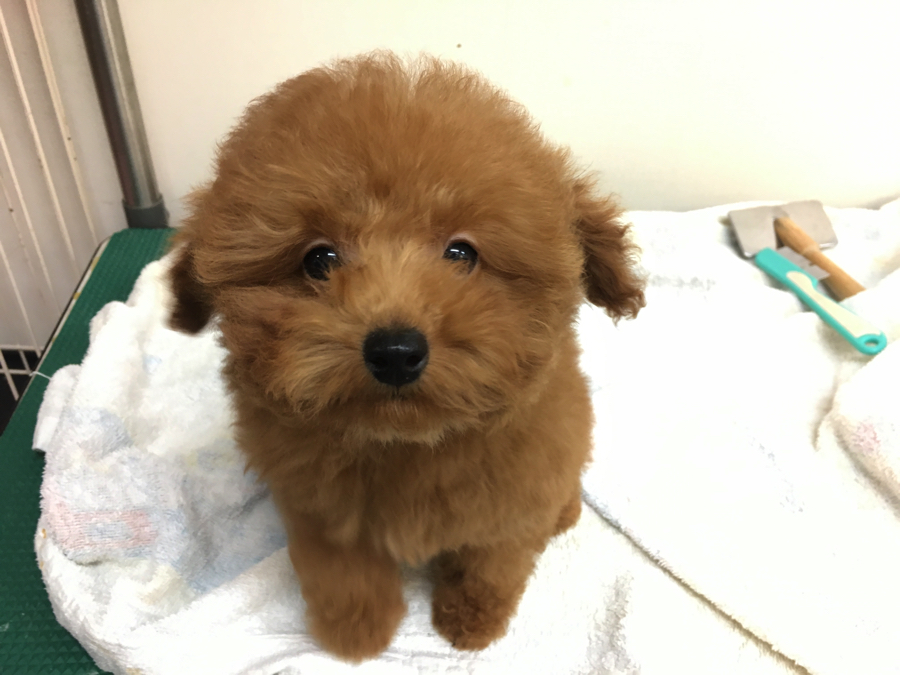 たんぽぽの綿毛みたいなふわっふわ♥ | トイ・プードル （6130663） - ペットショップ マルワン大倉山 神奈川県横浜市港北区