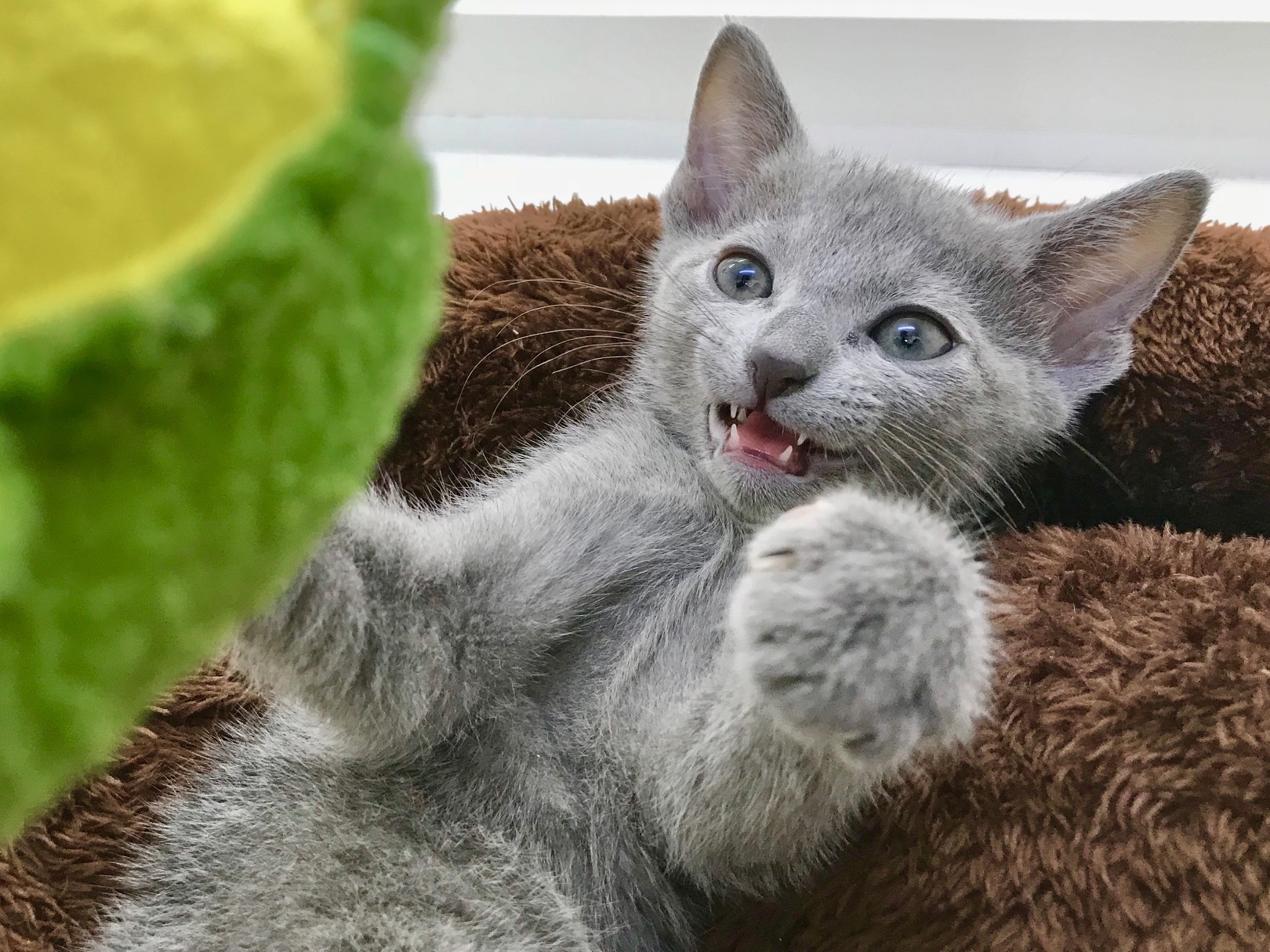遊ぶのが大好きなので、ボール転がしや猫じゃらし遊びに夢中 | ロシアンブルー (512525) - ペットショップ マルワン本羽田 東京都大田区