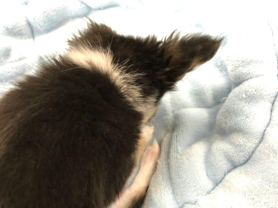 色は人気のブラックタン＆ホワイトで首にはおしゃれな白いマフラー! | 極小チワワ （130001） - ペットショップ マルワン高井戸 東京都 高井戸