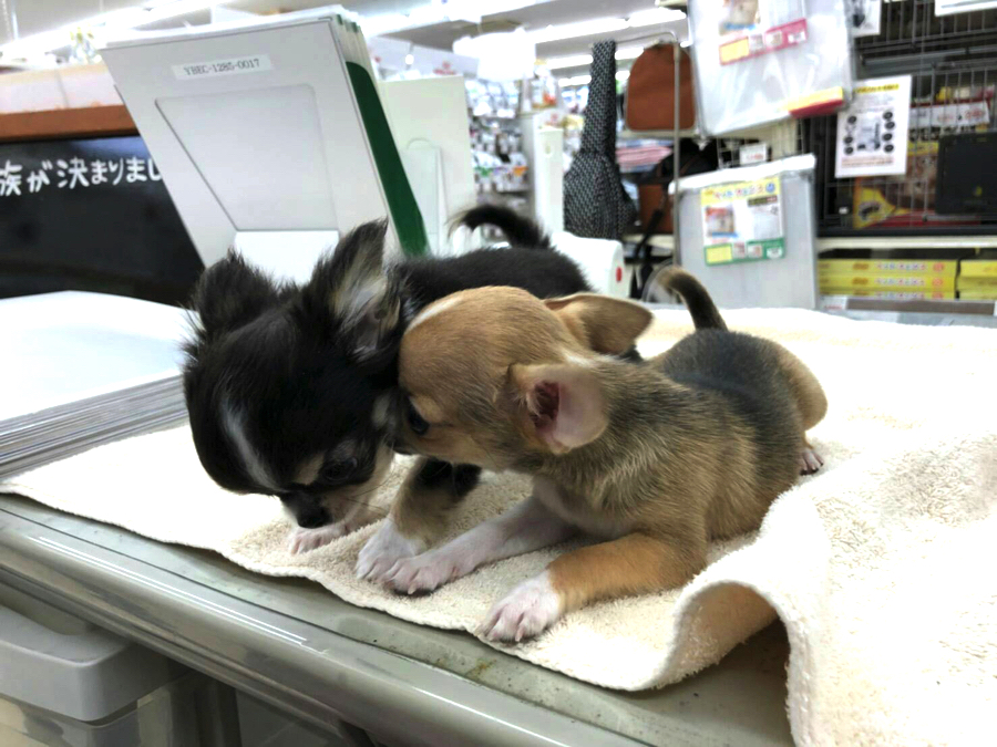 お互いの耳をはむはむしながら内緒ばなしをしたり♥ | 極小チワワ （130001） - ペットショップ マルワン高井戸 東京都 高井戸