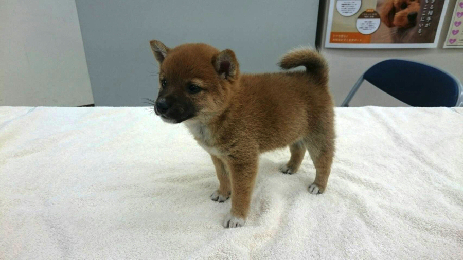 現時点での体重は860ｇ！！（柴犬の平均体重は1～1.5ｋｇ程） | 豆柴 （130027） - ペットショップ マルワン高井戸 東京都 高井戸