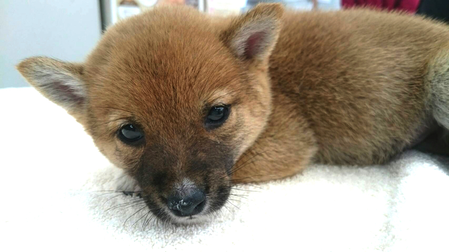 マズル(お鼻)周りがハナクロで可愛くてたまりません！！ | 豆柴 （130027） - ペットショップ マルワン高井戸 東京都 高井戸