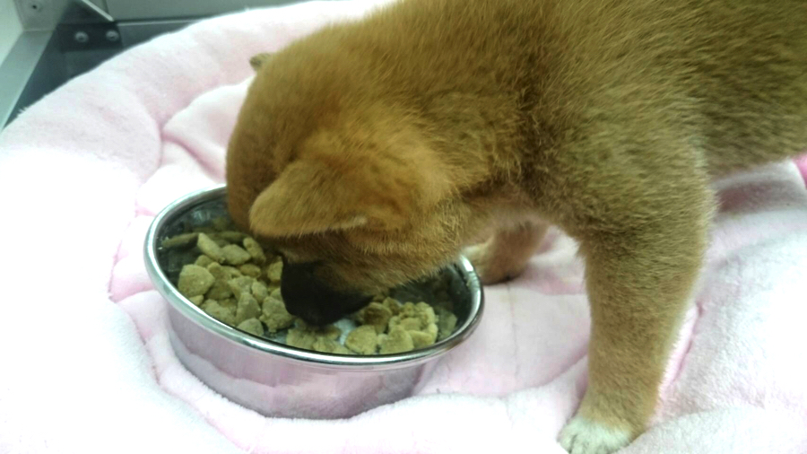 お店にきた初日もゴハンをガツガツ食べてくれました！ | 豆柴 （130027） - ペットショップ マルワン高井戸 東京都 高井戸