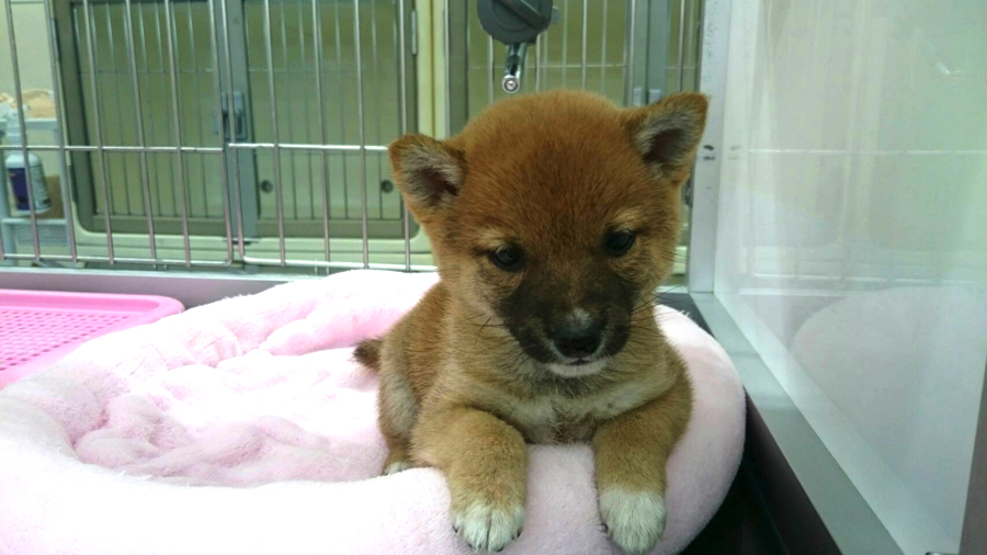 しっぽとお尻を一緒に振って歓迎 | 豆柴 （130027） - ペットショップ マルワン高井戸 東京都 高井戸