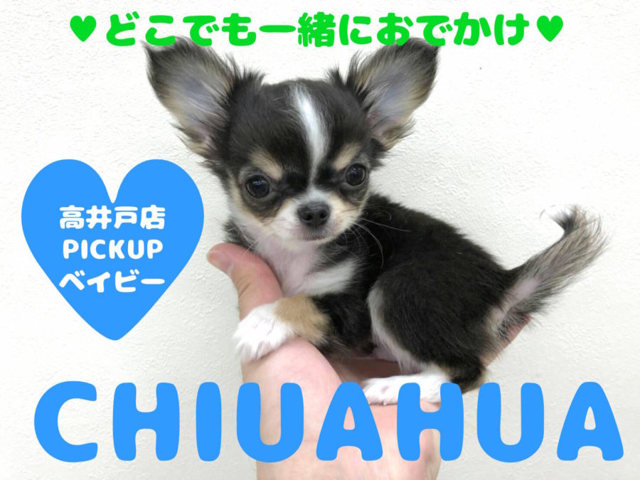 【極小チワワ】どこでも一緒♥連れ出したくなるコンパクトサイズ！高井戸店PICKUPベイビーNo.130001