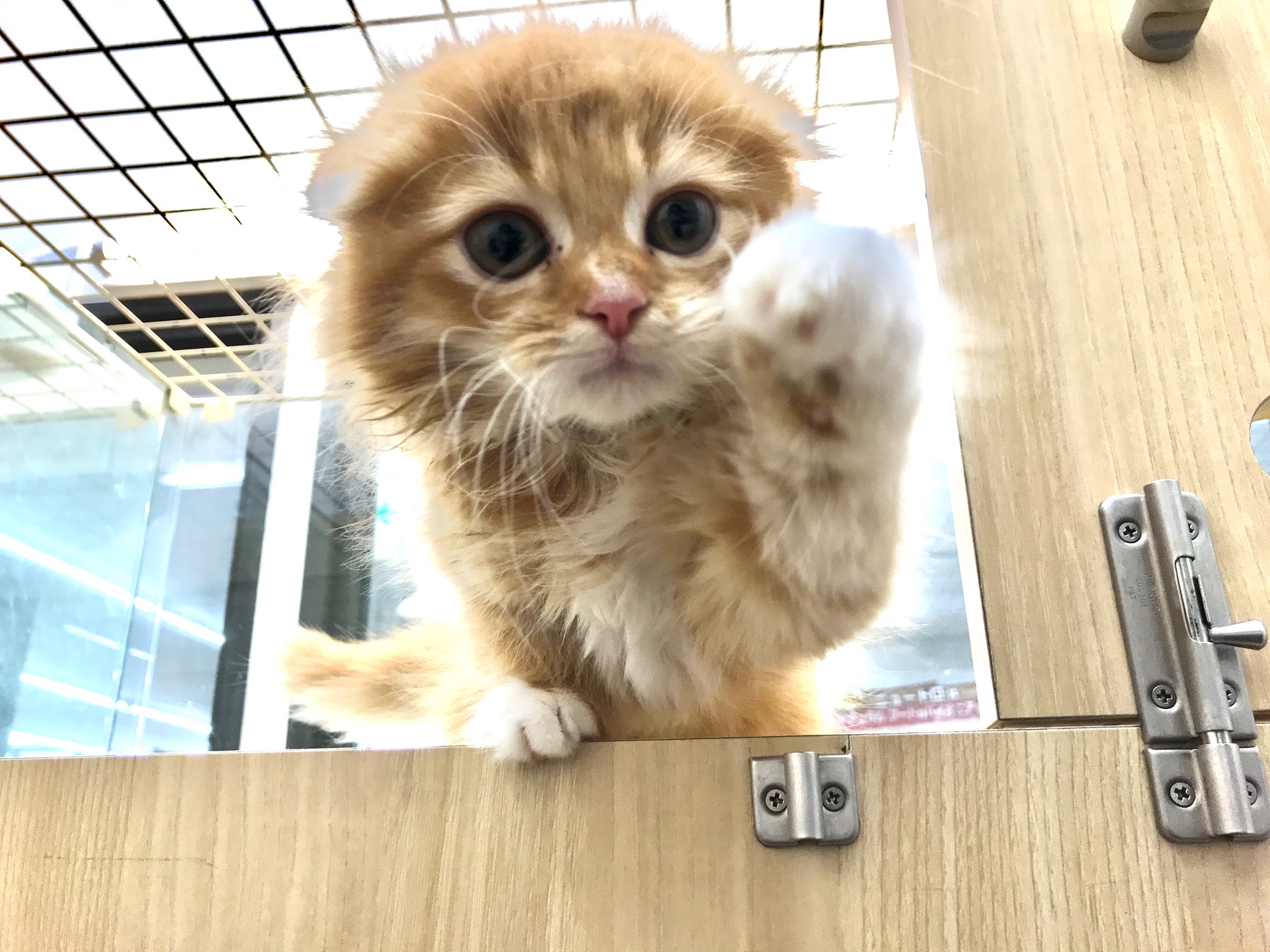 おまけショット ねこパーンチ! | 【猫ちょこっと豆知識】 マルワン鎌ヶ谷店編