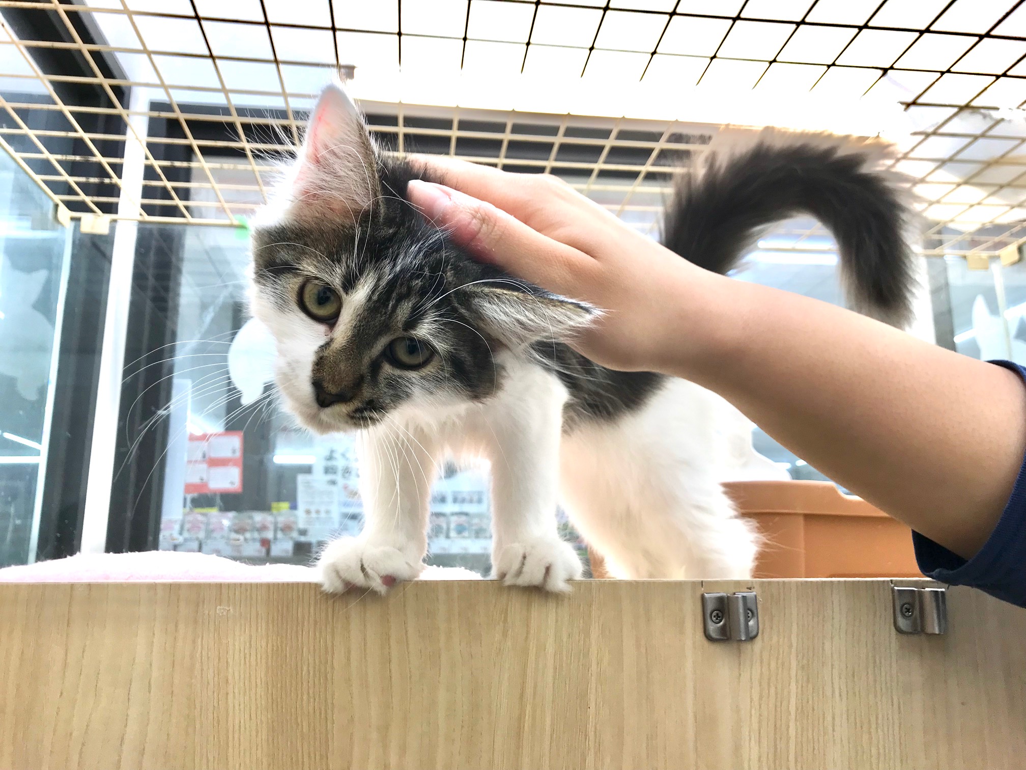 慣れてくると頭を撫でても大丈夫! | 【猫ちょこっと豆知識】 マルワン鎌ヶ谷店編