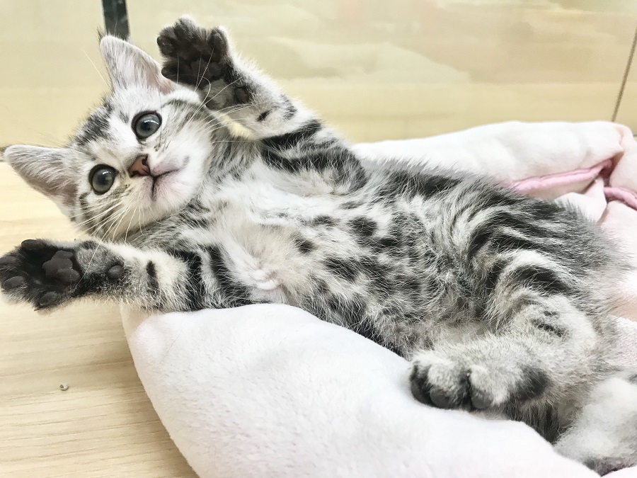 とんでもニャい可愛いポーズ | アメリカンショートヘア （914345） - ペットショップ マルワン志村坂下 東京都板橋区