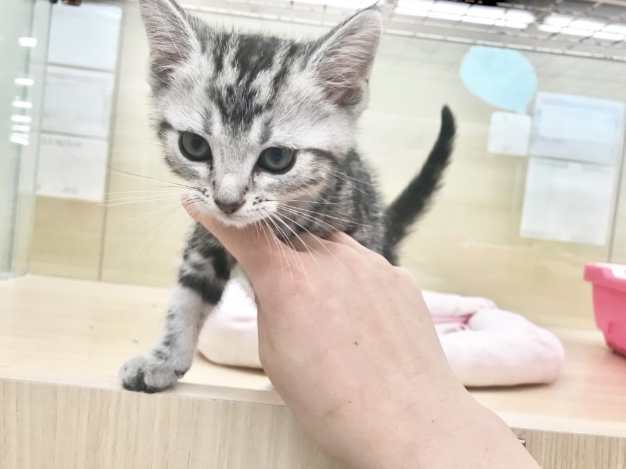 人懐っこく陽気な性格 | アメリカンショートヘア （914345） - ペットショップ マルワン志村坂下 東京都板橋区