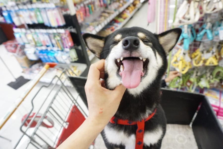 フルスマイル | 柴犬 黒柴 （6130686） - ペットショップ マルワン大倉山 神奈川県横浜市港北区