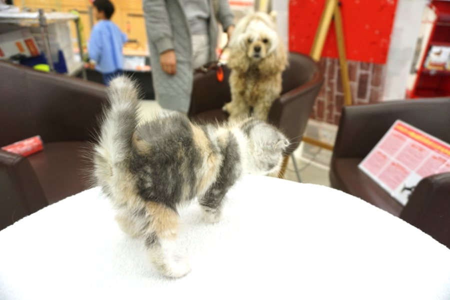 卒業生のシュシュちゃんもあまりの可愛さに釘付けになってました（笑） | スコティッシュ・フォールド （6130684） - ペットショップ マルワン大倉山 神奈川県横浜市港北区