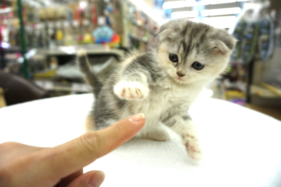 「にゃに被らせんだよ!!」と猫パンチを頂きました（笑） | スコティッシュ・フォールド （6130684） - ペットショップ マルワン大倉山 神奈川県横浜市港北区