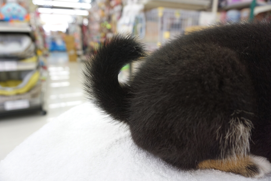 尻尾はゆる巻き | 柴犬 黒柴 （6130686） - ペットショップ マルワン大倉山 神奈川県横浜市港北区