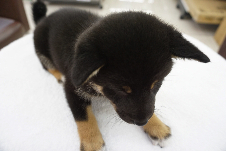 しっかりとした毛量 | 柴犬 黒柴 （6130686） - ペットショップ マルワン大倉山 神奈川県横浜市港北区