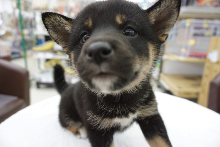 「安心できる場所」なのか確認中 | 柴犬 黒柴 （6130686） - ペットショップ マルワン大倉山 神奈川県横浜市港北区