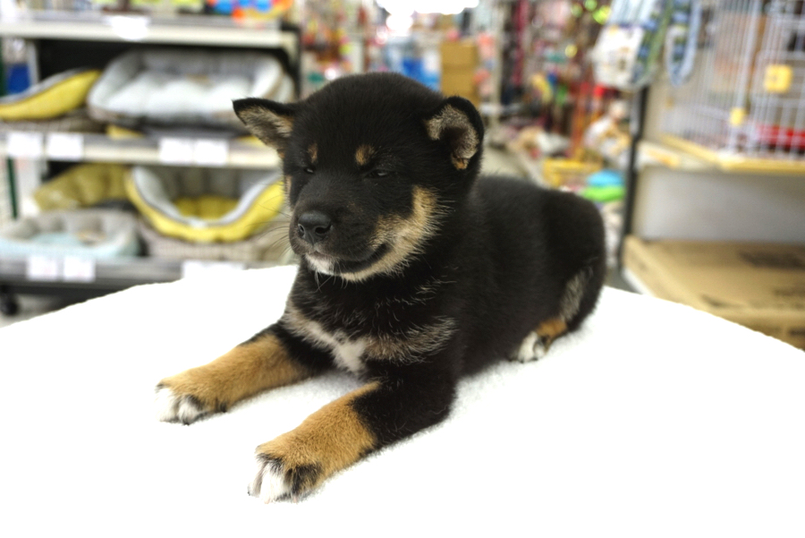 お眠になりました（笑） | 柴犬 黒柴 （6130686） - ペットショップ マルワン大倉山 神奈川県横浜市港北区