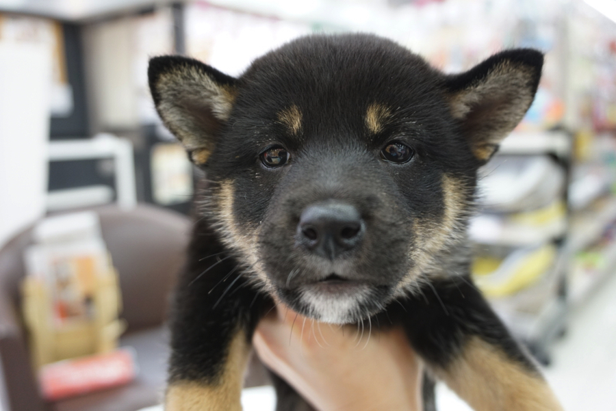 抱っこすると少し口が空いちゃうの可愛い | 柴犬 黒柴 （6130686） - ペットショップ マルワン大倉山 神奈川県横浜市港北区