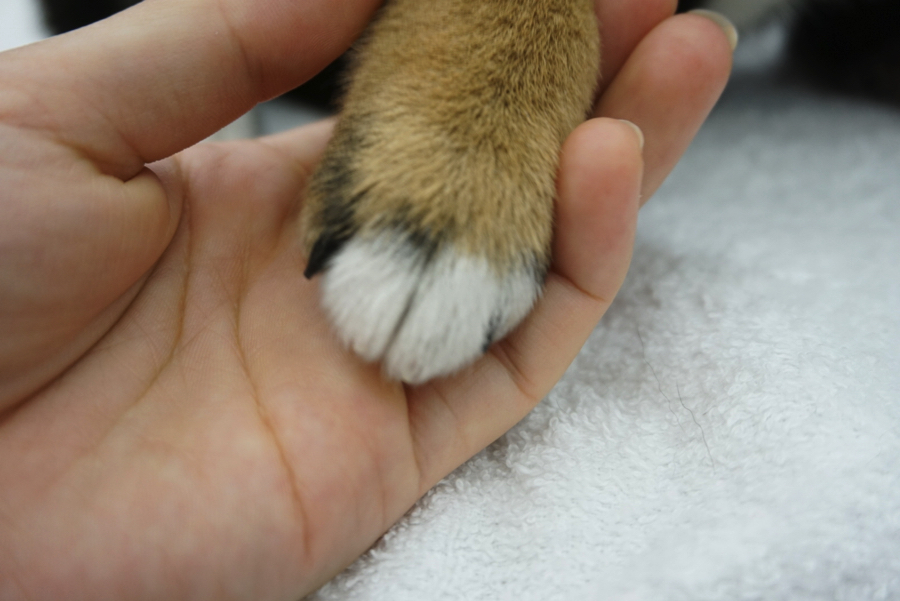 スキンシップタイム | 柴犬 黒柴 （6130686） - ペットショップ マルワン大倉山 神奈川県横浜市港北区