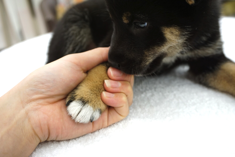 「ちょっと…触りすぎじゃない…」とか思っているのかな（笑） | 柴犬 黒柴 （6130686） - ペットショップ マルワン大倉山 神奈川県横浜市港北区