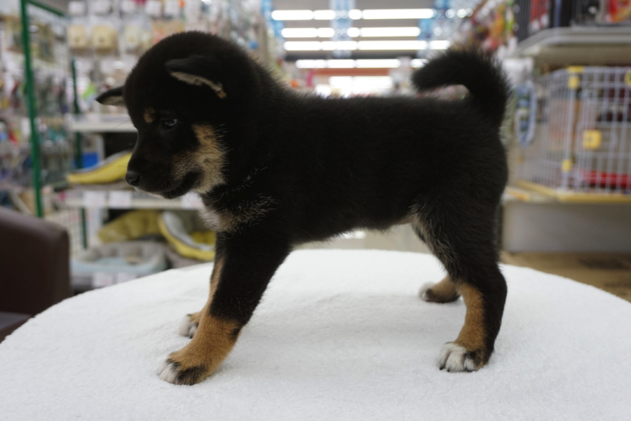 素晴らしい立ち込み姿 | 柴犬 黒柴 （6130686） - ペットショップ マルワン大倉山 神奈川県横浜市港北区