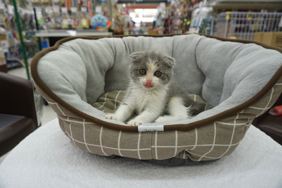 猫ちゃんを育てるコツは「待つ」 | スコティッシュ・フォールド （6130688） - ペットショップ マルワン大倉山 神奈川県横浜市港北区