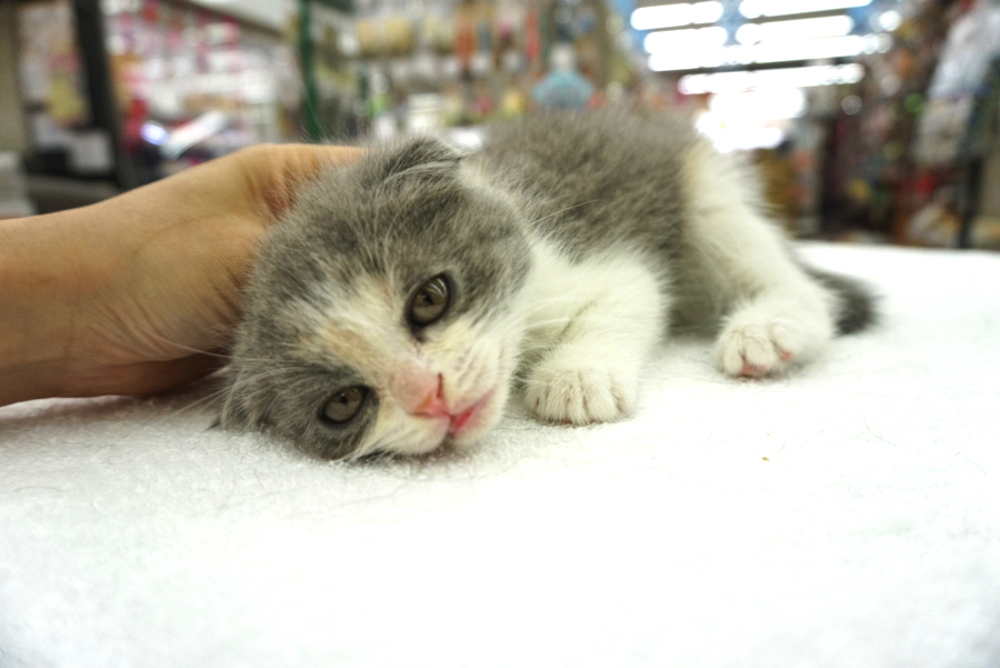 スコちゃん凄く、ぶさ…気の抜けたお顔になっちゃいました（笑） | スコティッシュ・フォールド （6130688） - ペットショップ マルワン大倉山 神奈川県横浜市港北区