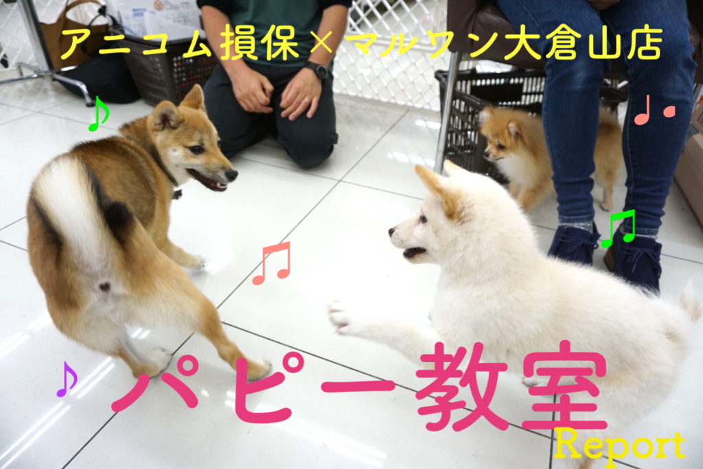 【4/25パピー教室開催報告!!】毎月開催！アニコム損保×マルワン大倉山店コラボイベント!!