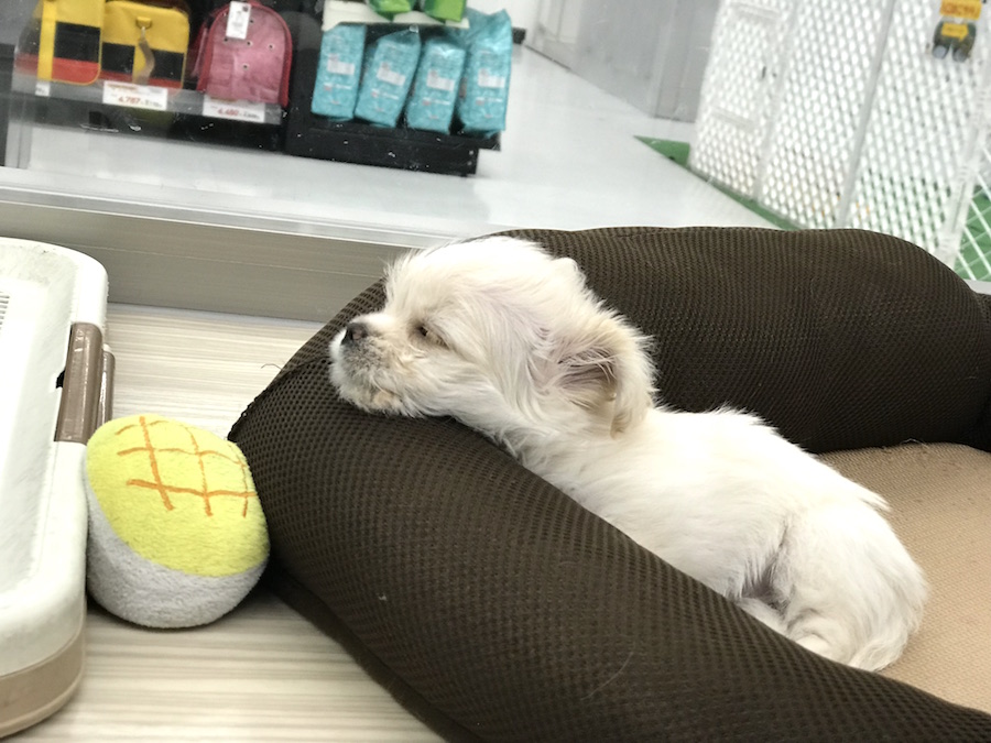 チワックスちゃん | MIX犬［チワワ × カニンヘン・ダックスフント］ （014209） - ペットショップ マルワン東日暮里 東京都荒川区