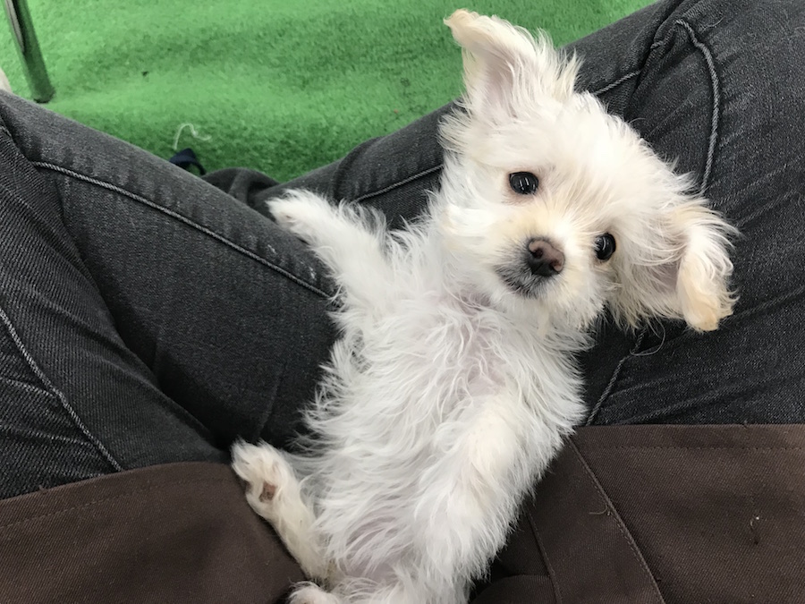 チワックスちゃん仰向けにしてお膝に乗せてもこの通り！ | MIX犬［チワワ × カニンヘン・ダックスフント］ （014209） - ペットショップ マルワン東日暮里 東京都荒川区